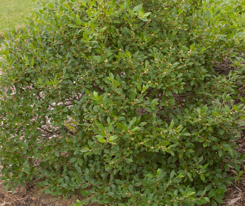 Jim Dandy Winterberry (Male)