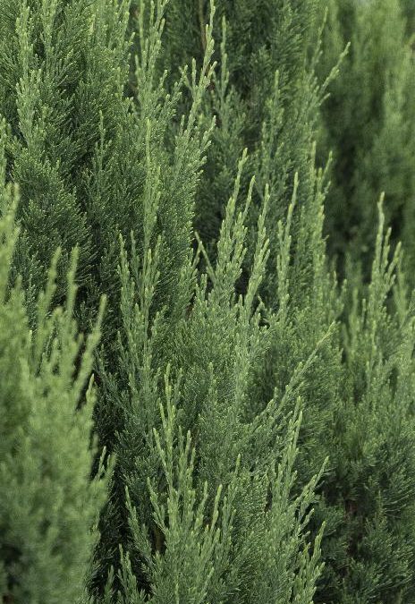 Blue Point Juniper