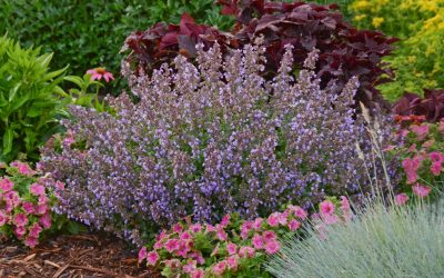 Purrsian Blue Catmint