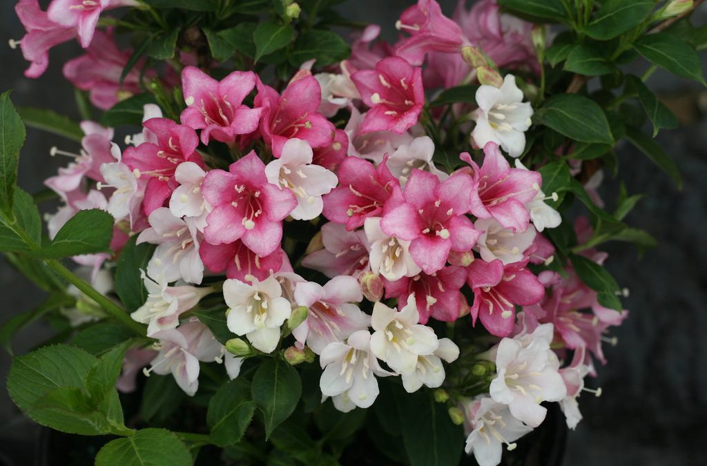 Czechmark Trilogy Weigela