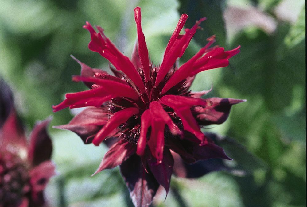 Raspberry Wine Bee Balm