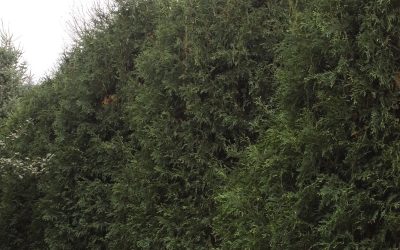 Techny Arborvitae