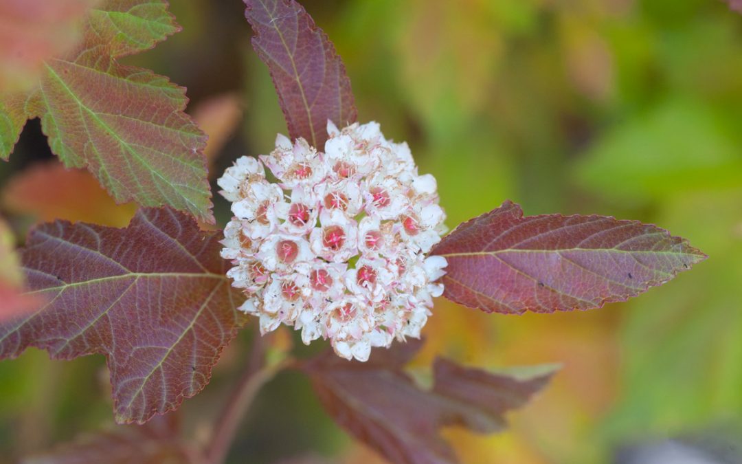Amber Jubilee Ninebark