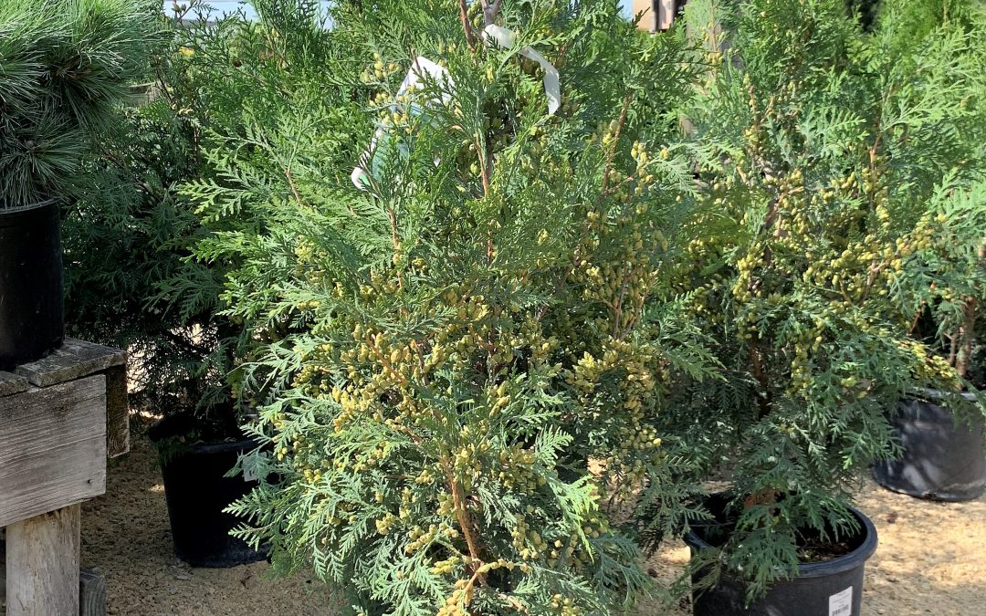 Full Speed A Hedge American Pillar Arborvitae