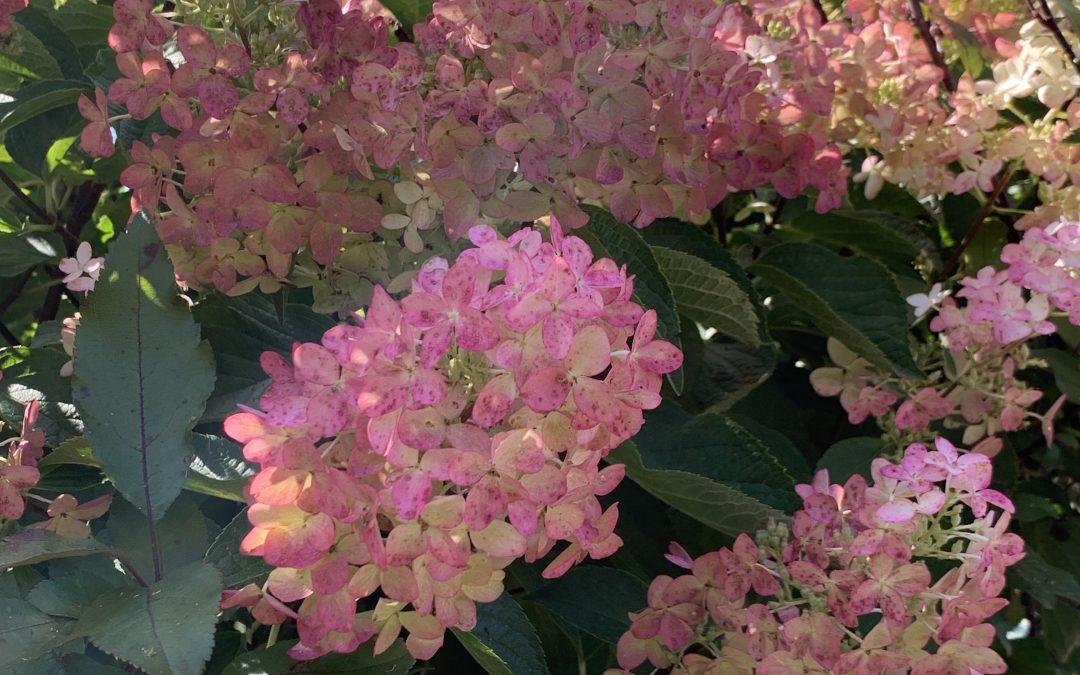 Berry White Hydrangea Tree
