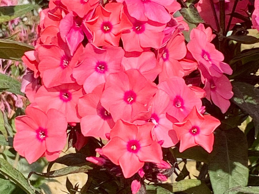 Coral CrÃ¨me Drop Phlox