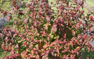 Kodiak Black Diervilla Honeysuckle