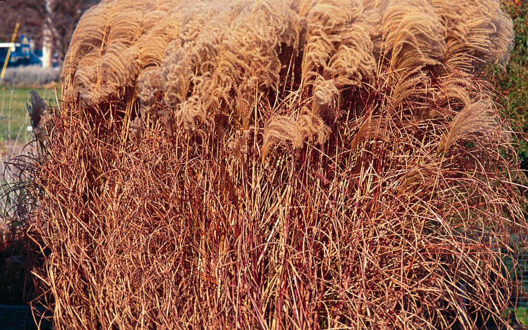 Gracillimus Maiden Grass