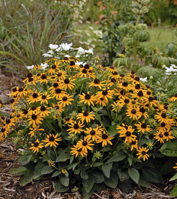 Little Gold Star Rudbeckia
