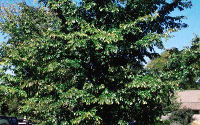 Accolade Elm