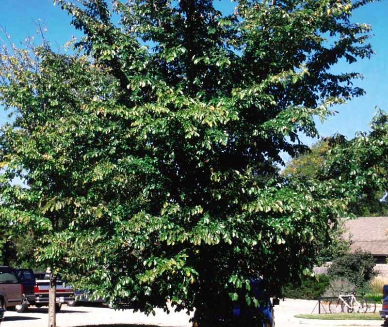 Accolade Elm