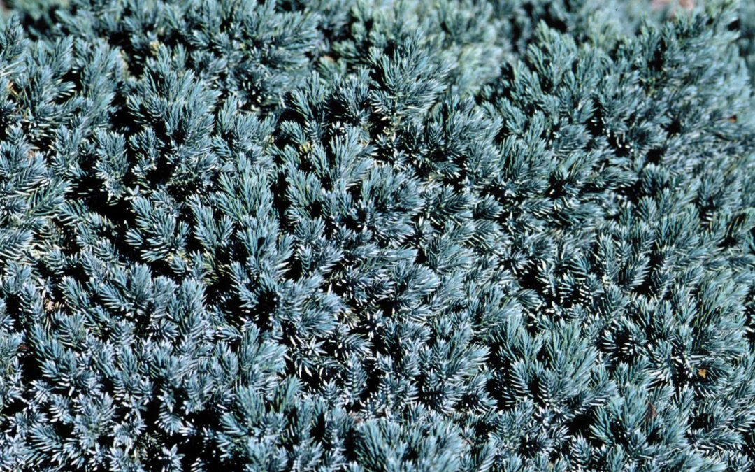 Blue Star Juniper