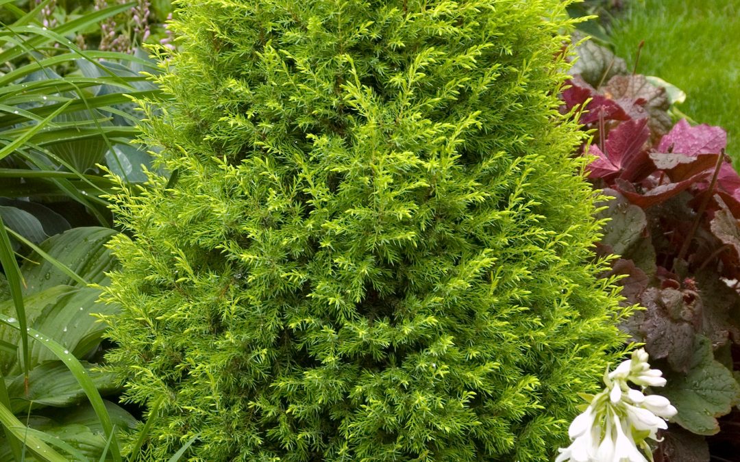 Gold Cone Juniper