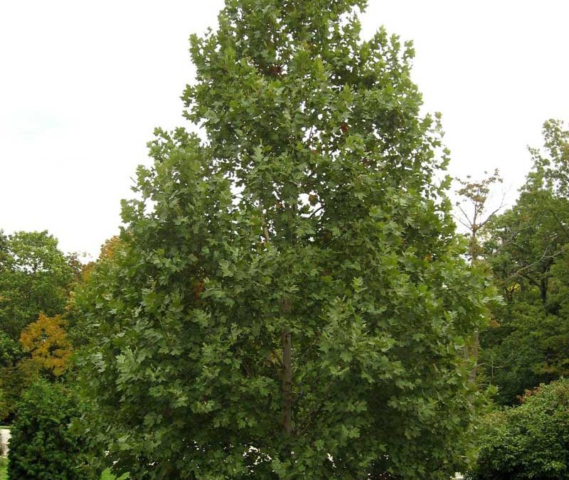 London planetree