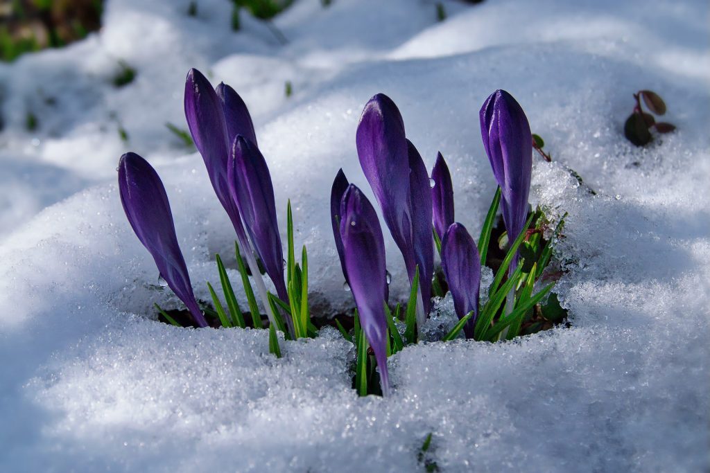 Perennial_Annual_Pic Image by Manfred Richter from Pixabay