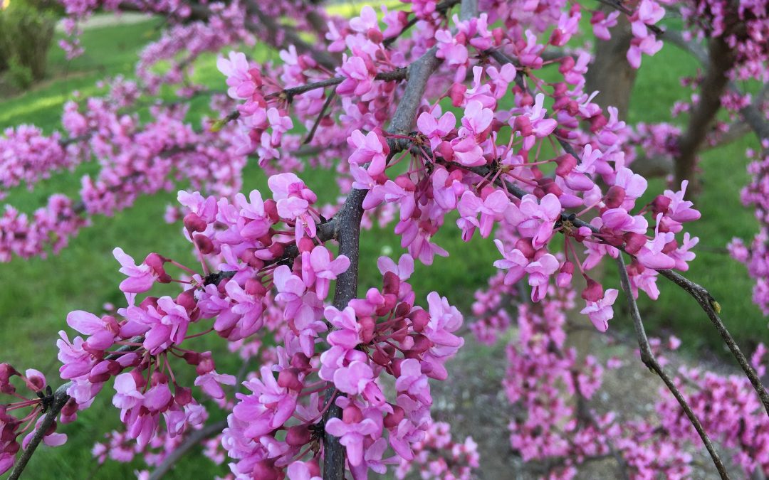 Lavender Twist Redbud