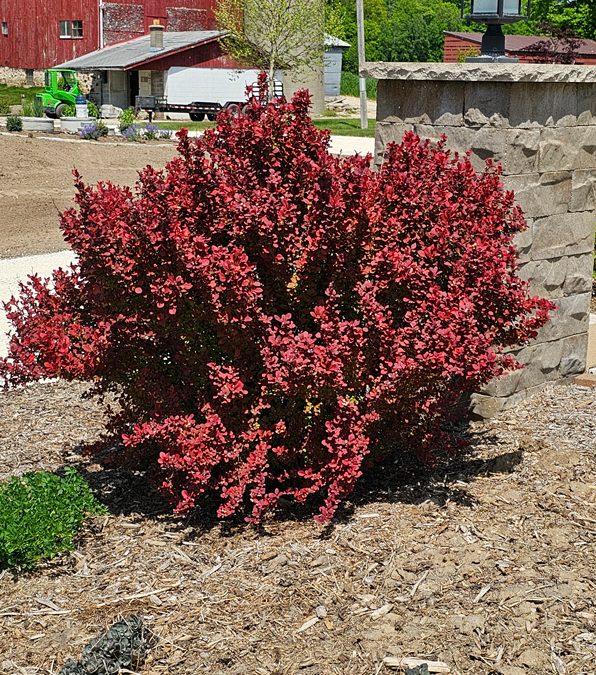 Orange Rocket Barberry