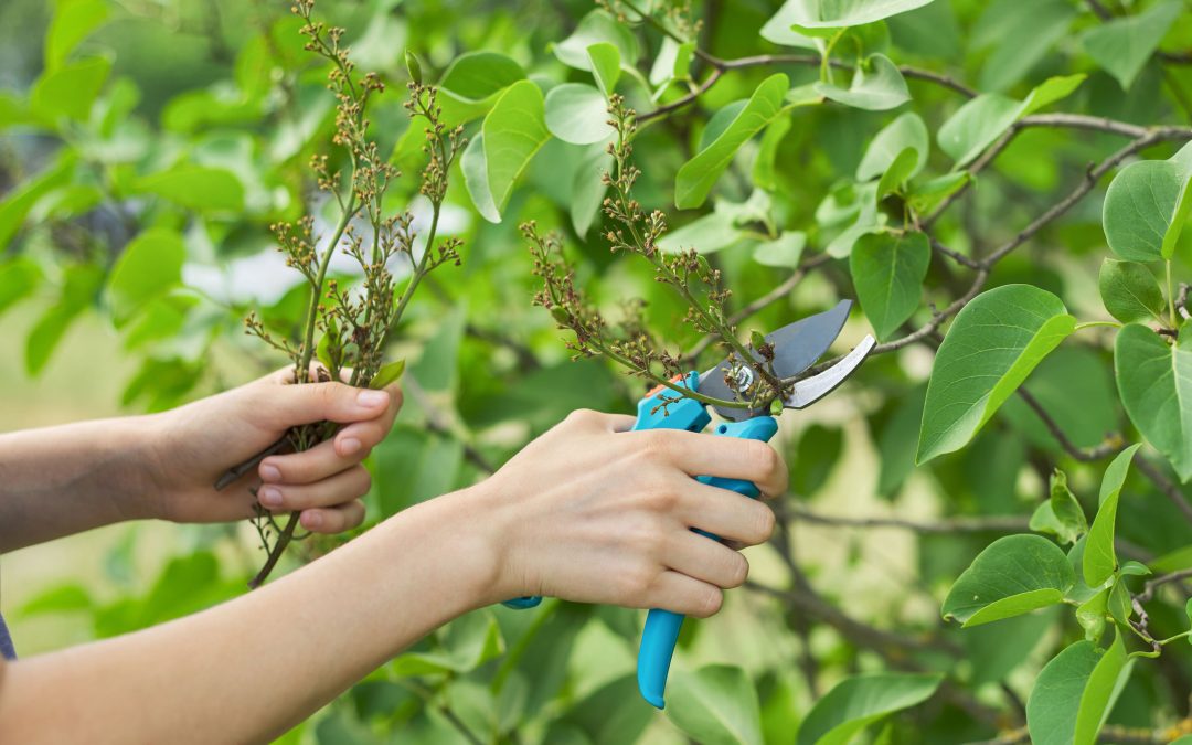 Wisconsin Gardener’s Tips for May 2024