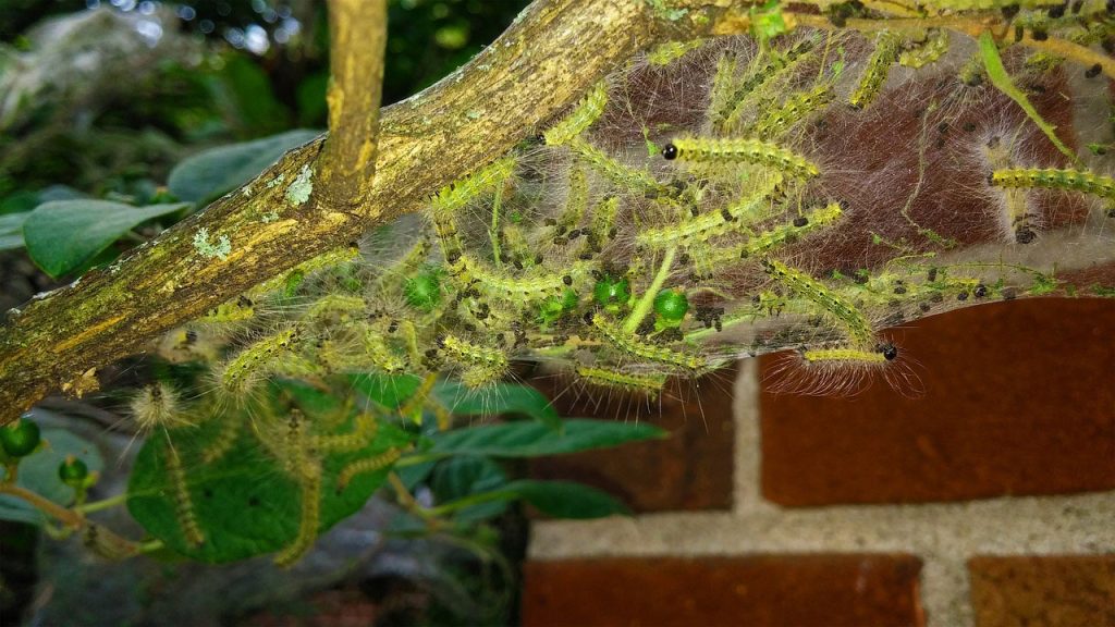 Tent Worm Picture Image by Dede from Pixabay