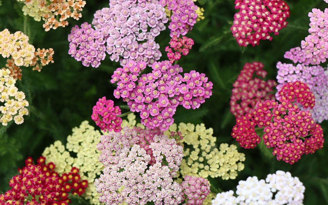 Wisconsin Gardener’s Tips for June 2023