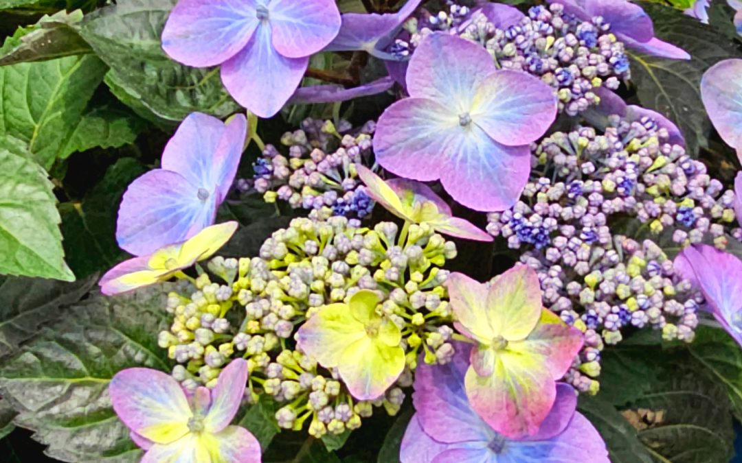 Popstar Hydrangea