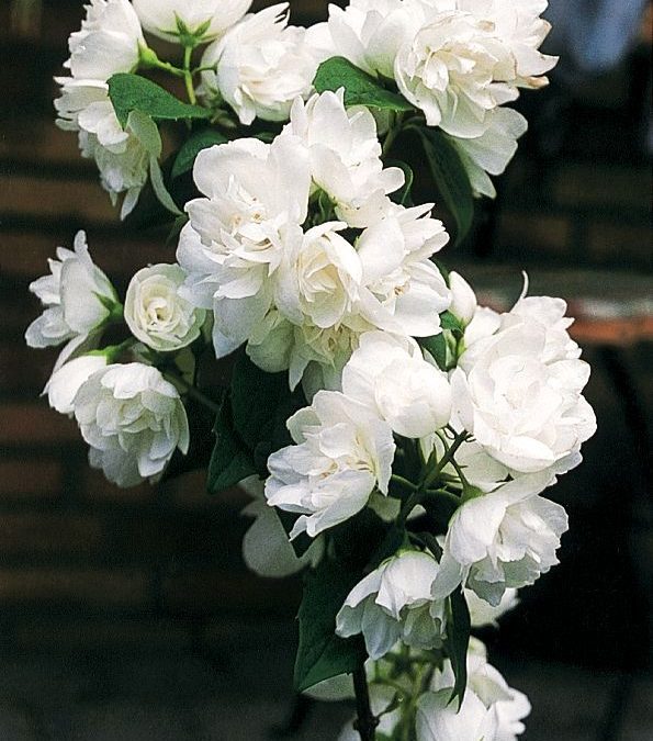Snow White Mockorange