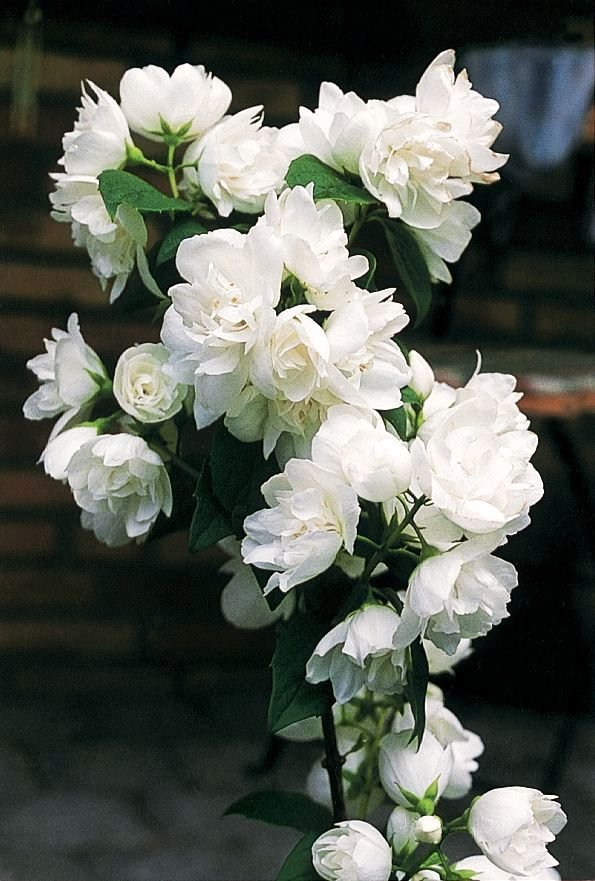 Snow White Mockorange