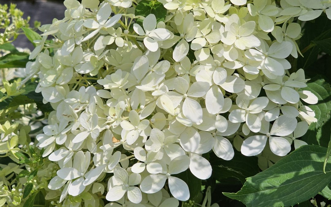Puffer Fish Hydrangea-bush
