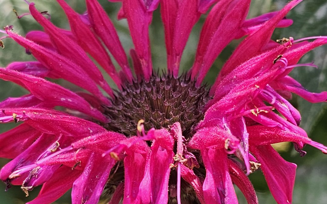 Raspberry Wine Bee Balm