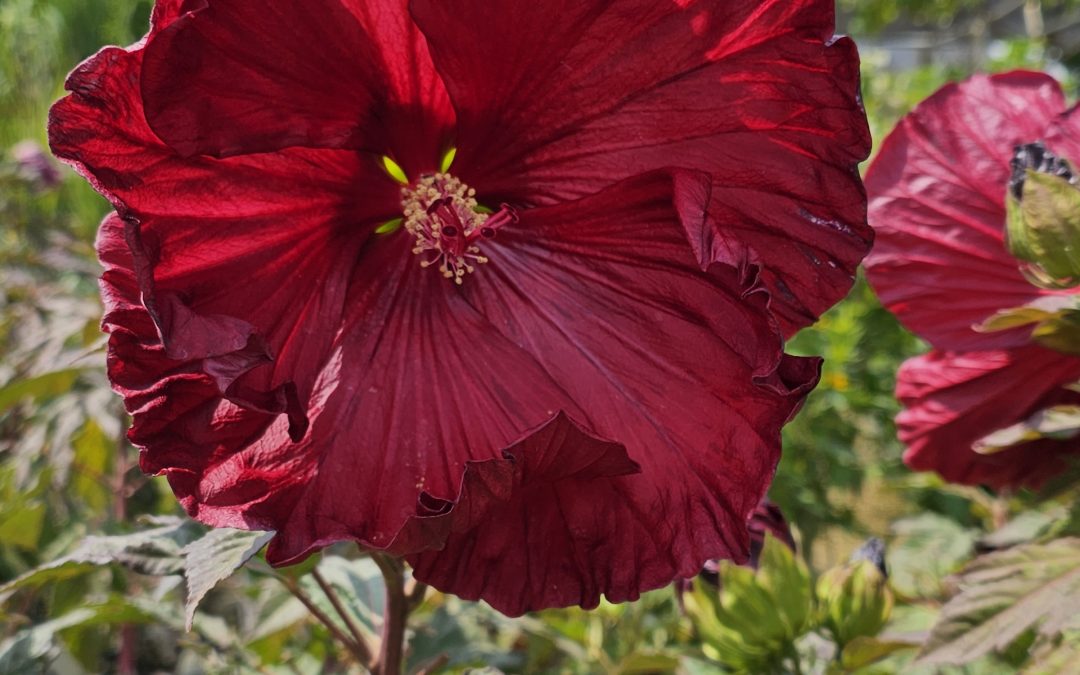 Summerific Cranberry Crush Hibiscus