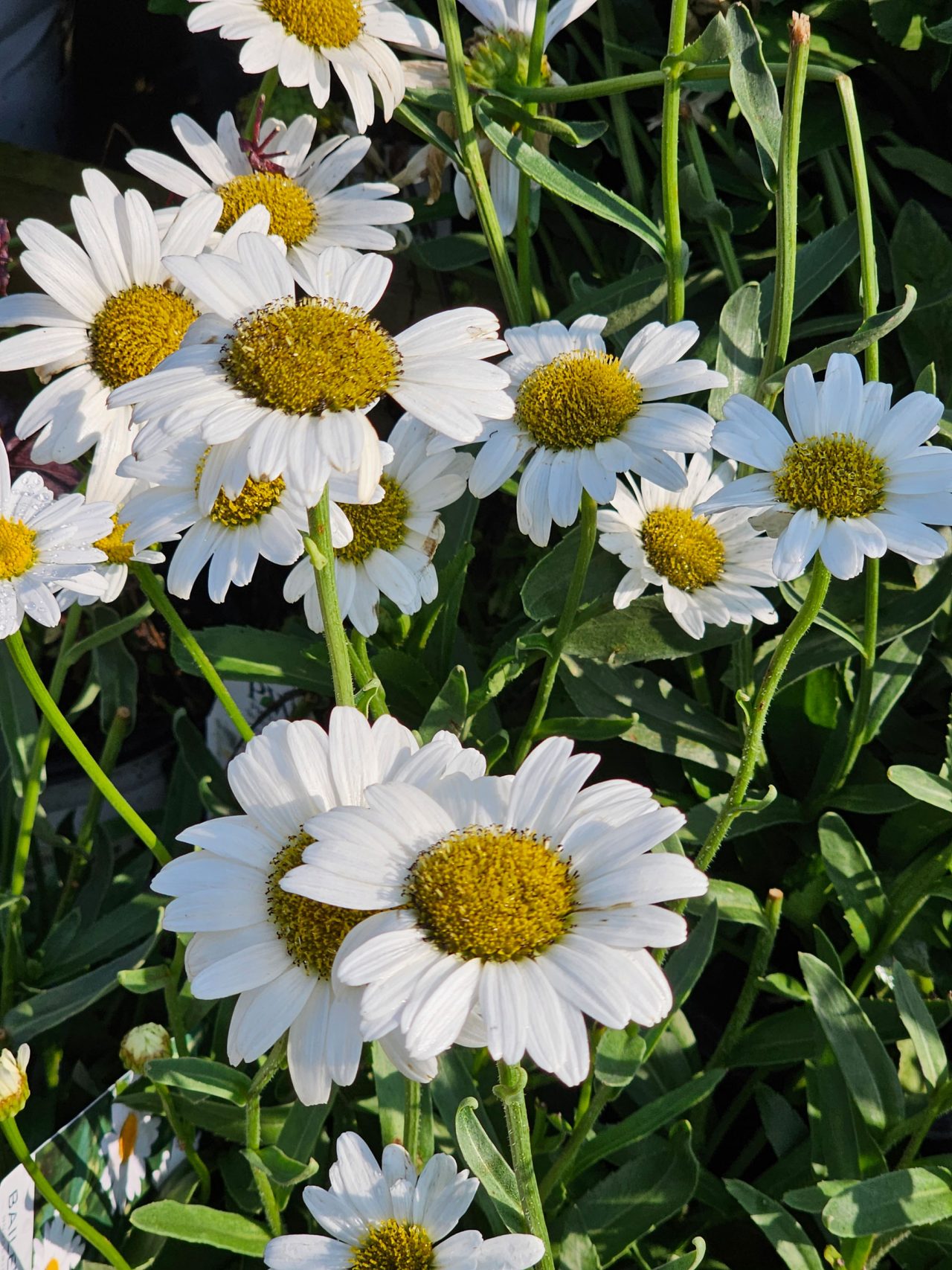 Becky Shasta Daisy Heritage Hill Nursery, Inc