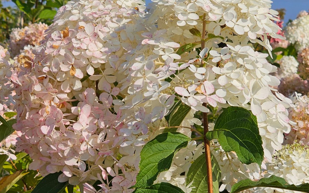Phantom Panicle Hydrangea Tree Form