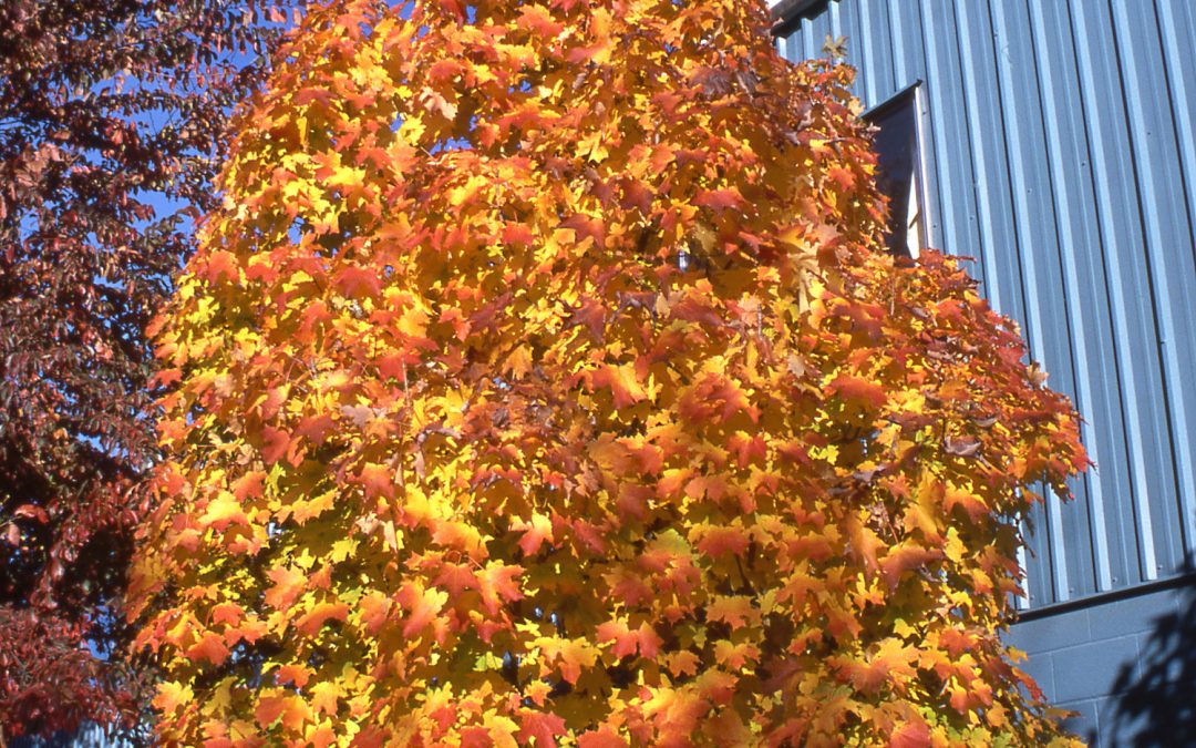 Apollo Sugar Maple