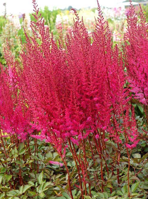 Mighty Chocolate Cherry Astilbe