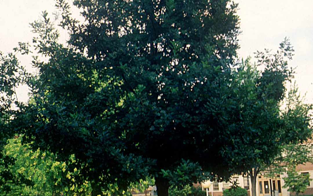 Prairie Stature Oak
