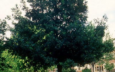 Prairie Stature Oak