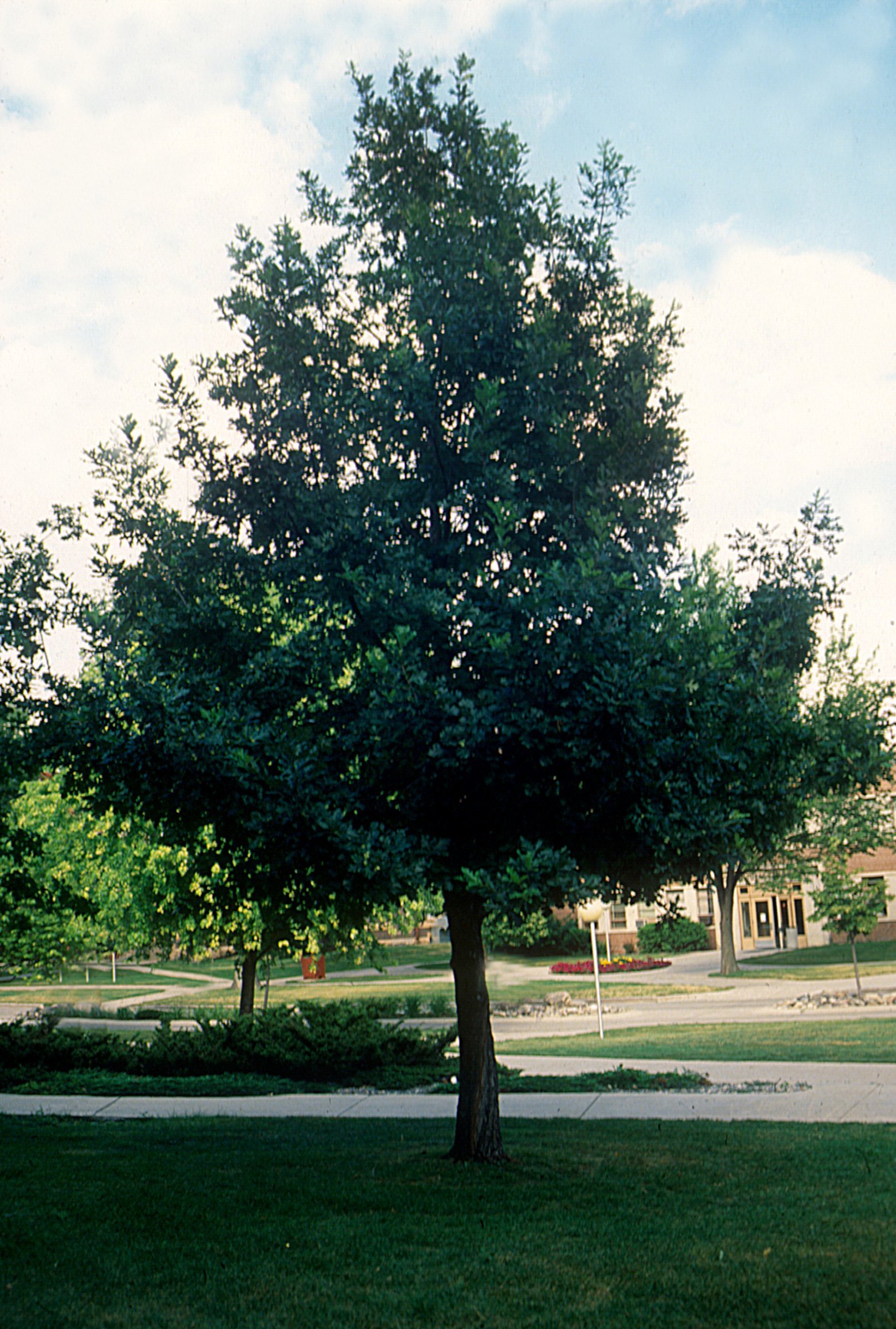PrairieStature-Oak-001-2276-1