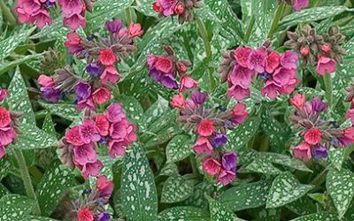 Raspberry Splash Lungwort