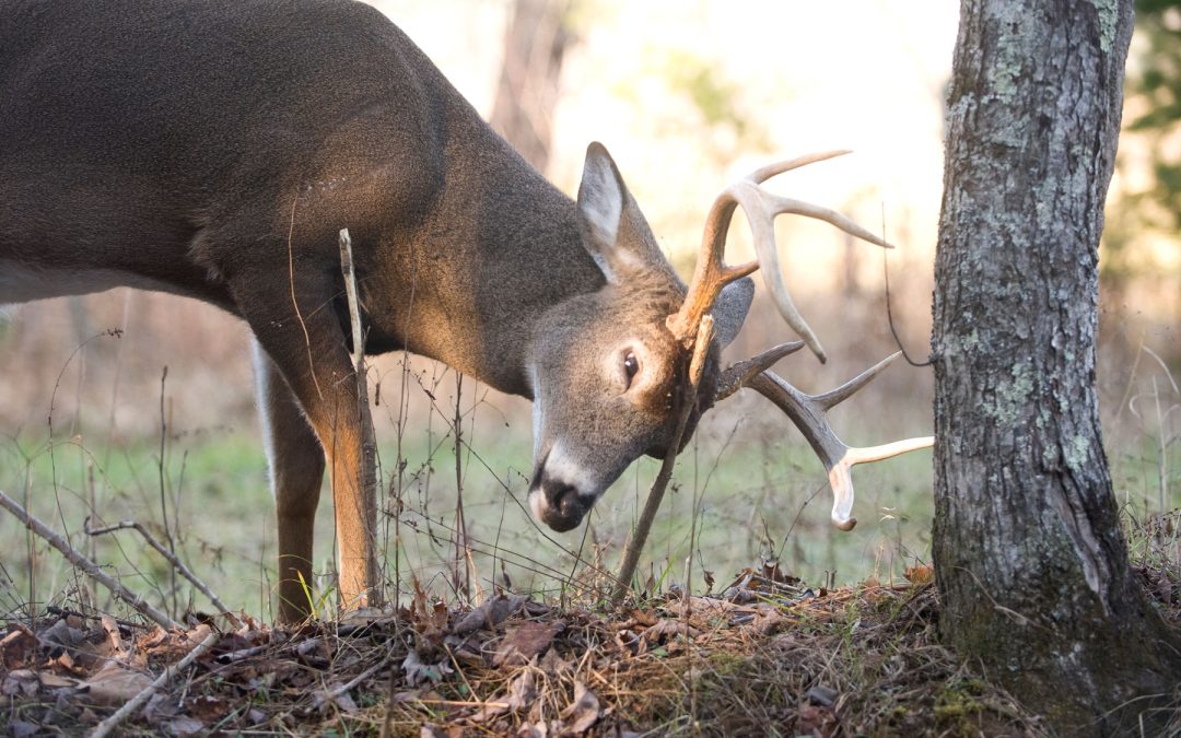 Prevent Antler Damage