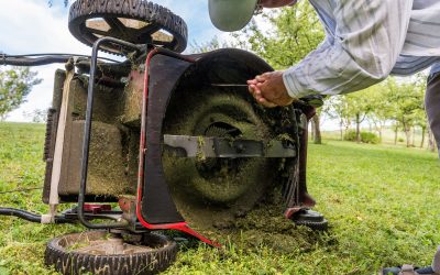 Wisconsin Gardener’s Tips for August 2024
