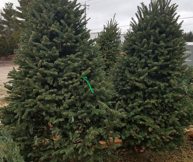 Unveiling Christmas Tree Grades at Heritage Hill Nursery in 2023