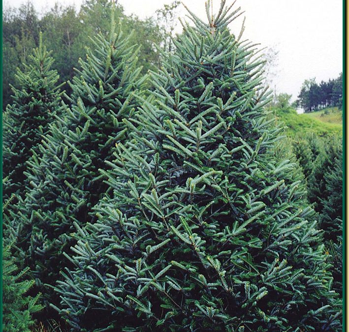 FRASER FIR