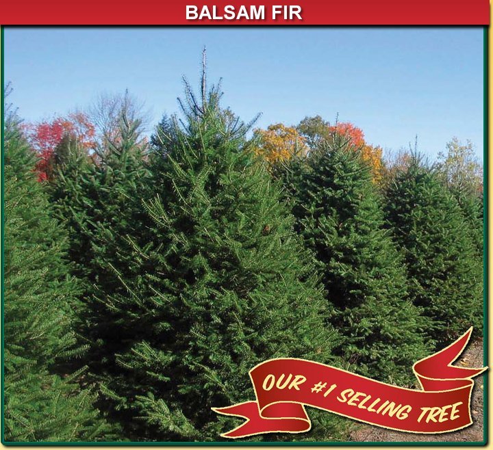 BALSAM FIR