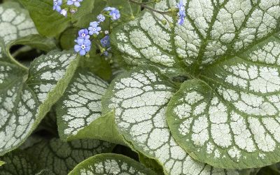 Jack Frost Brunnera