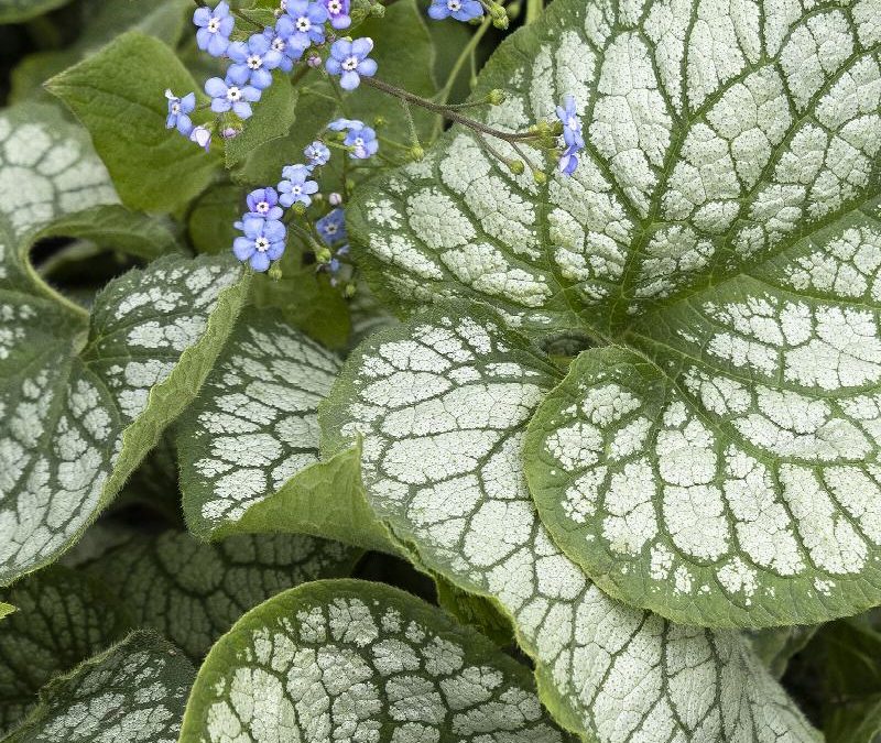 Jack Frost Brunnera