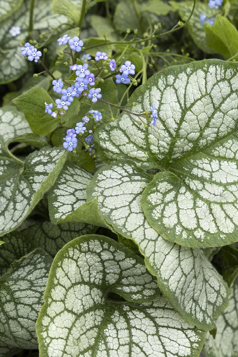 3538_brunnera_macrophylla_jack_frost__7489mnc Image courtesy of Monrovia. https://www.monrovia.com/jack-frost-brunnera.html