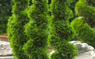 Arborvitae
