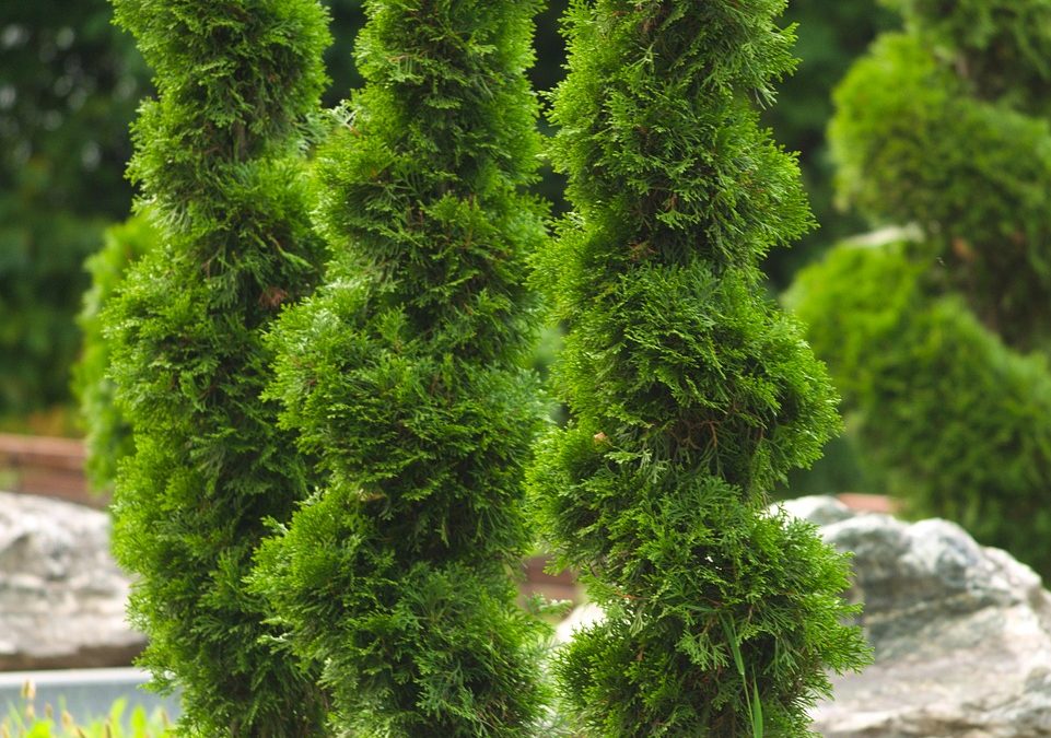 Arborvitae