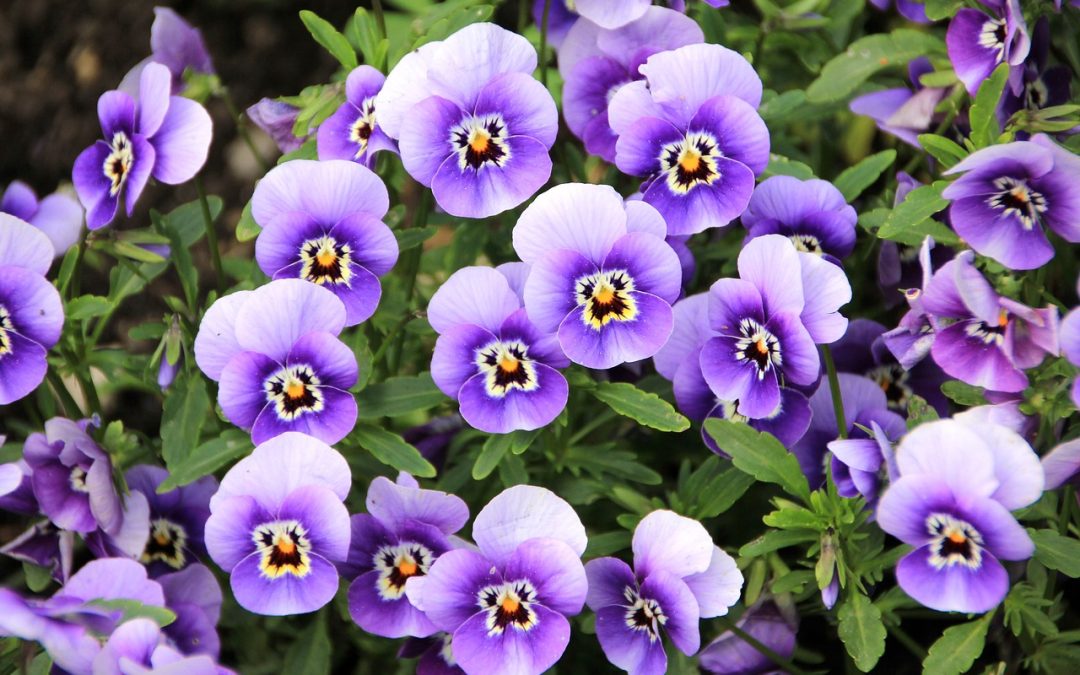 Pansies