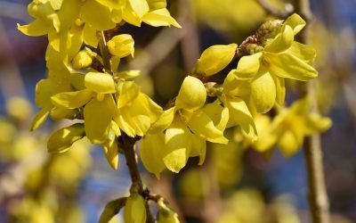 Forsythia
